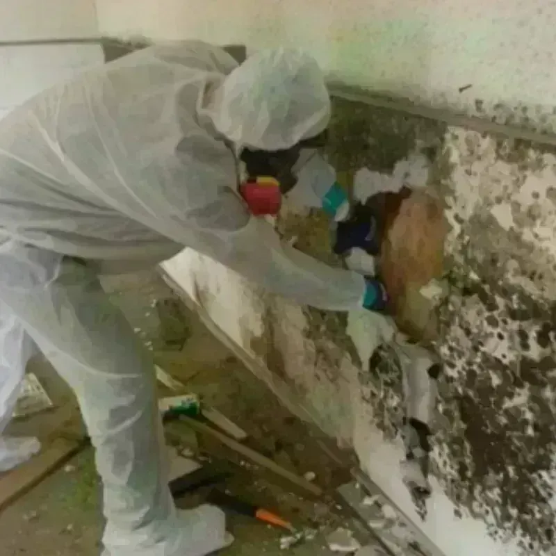 Mold Remediation and Removal in Lone Grove, OK